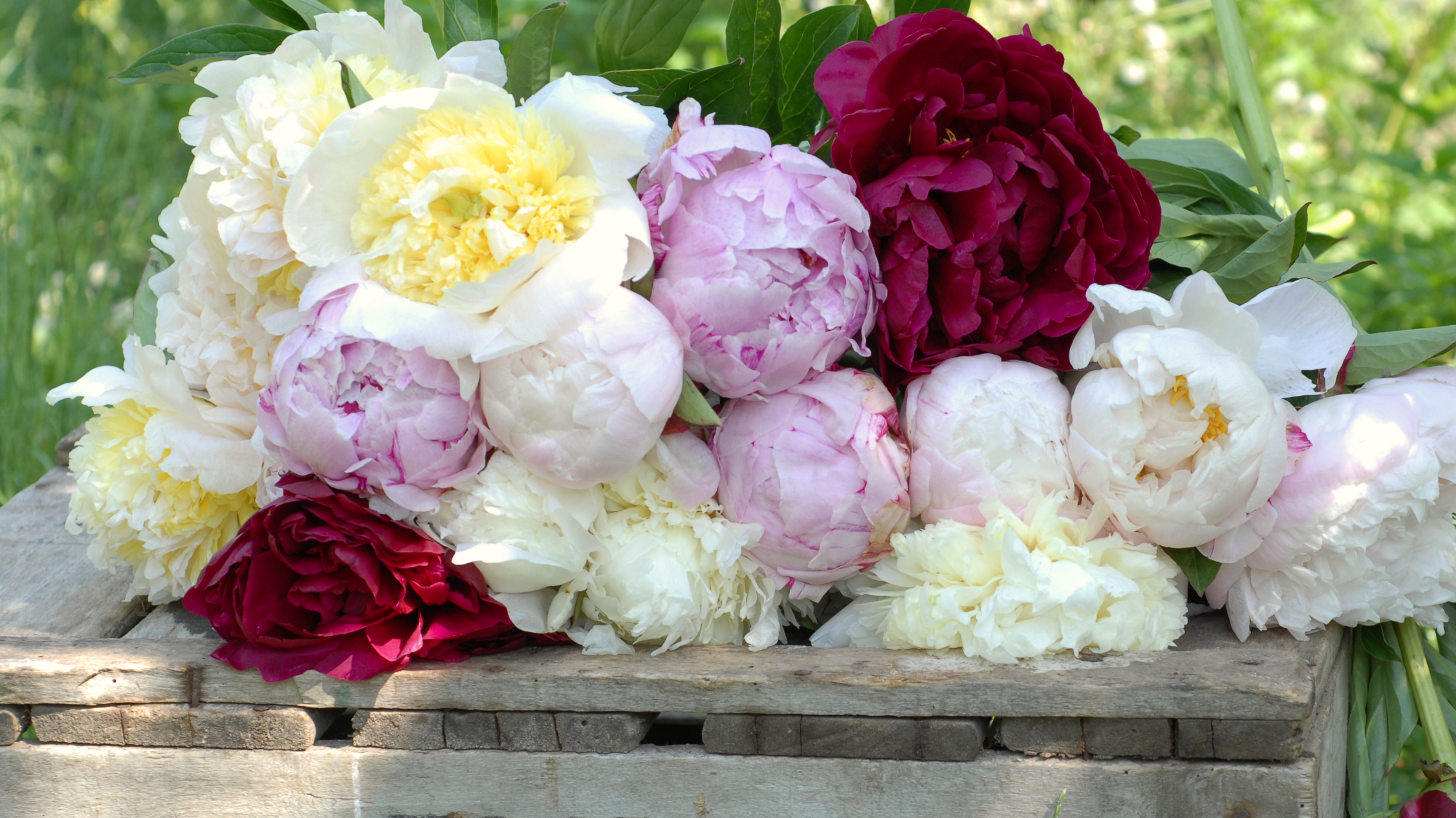 Cutting peonies 2024